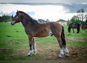 Nórico, Semental, 1 año, Castaño