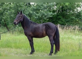 Nórico, Semental, 2 años, 158 cm, Castaño oscuro