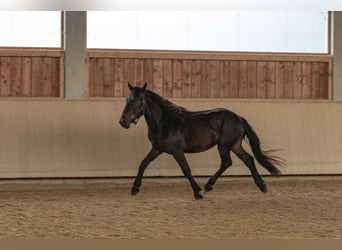 Nórico, Semental, 2 años, 158 cm, Castaño oscuro