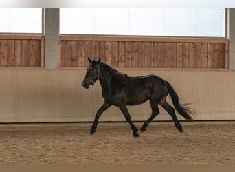 Nórico, Semental, 2 años, 158 cm, Castaño oscuro