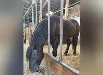 Nórico, Semental, 2 años, 159 cm, Morcillo
