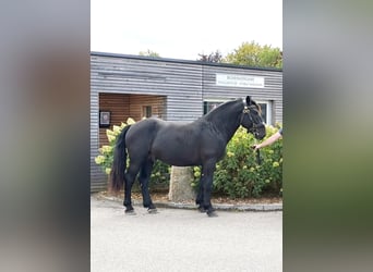 Nórico, Semental, 2 años, 159 cm, Negro