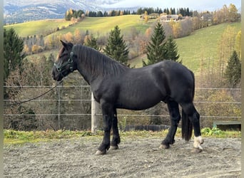 Nórico, Semental, 2 años, 160 cm, Negro