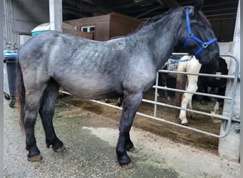 Nórico, Semental, 2 años, 175 cm