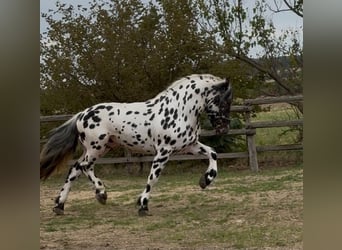 Nórico, Semental, 3 años, 150 cm, Atigrado/Moteado