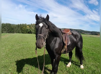 Nórico, Semental, 3 años, 160 cm, Negro