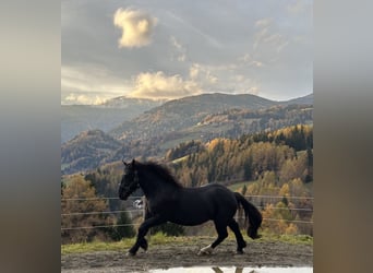 Nórico, Semental, 3 años, 160 cm, Negro