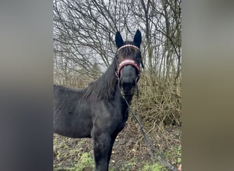 Nórico, Semental, 3 años, 164 cm, Negro