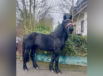 Nórico, Semental, 3 años, 164 cm, Negro