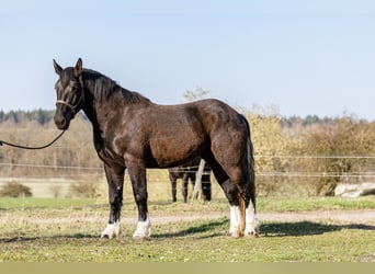 Nórico, Semental, 3 años, 167 cm, Castaño oscuro