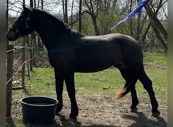 Nórico, Semental, 4 años, 165 cm, Castaño oscuro