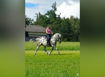 Nórico, Semental, 5 años, 163 cm, Atigrado/Moteado