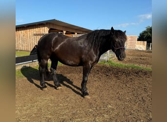 Nórico, Semental, 6 años, 162 cm, Negro
