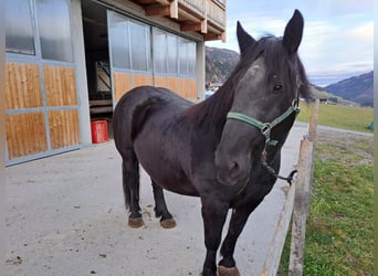 Nórico, Semental, 8 años, 160 cm