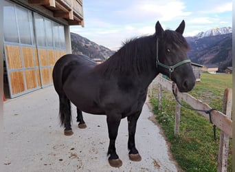 Nórico, Semental, 8 años, 160 cm