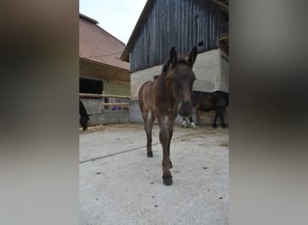 Nórico, Semental, Potro (04/2026)