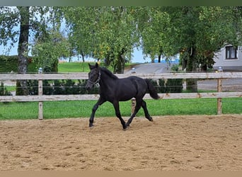 Nórico, Semental, Potro (05/2024), Negro