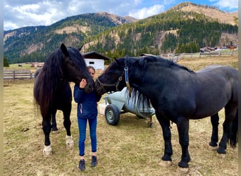 Norico, Stallone, 13 Anni, 168 cm