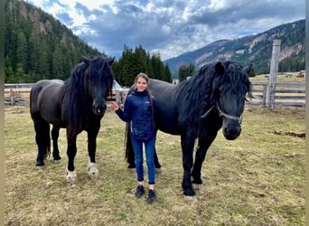 Norico, Stallone, 13 Anni, 168 cm
