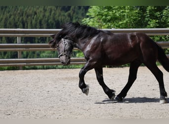 Norico, Stallone, 1 Anno, 150 cm, Morello