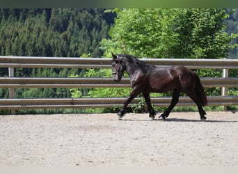 Norico, Stallone, 1 Anno, 150 cm, Morello