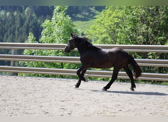 Norico, Stallone, 1 Anno, 150 cm, Morello
