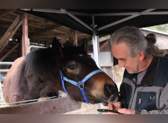 Norico Mix, Stallone, 1 Anno, 165 cm, Morello