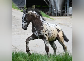 Norico, Stallone, 1 Anno