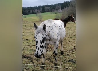 Norico, Stallone, 1 Anno, Leopard