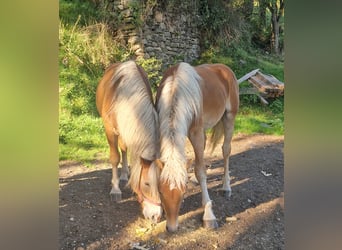 Norico, Stallone, 2 Anni, 150 cm, Pezzato
