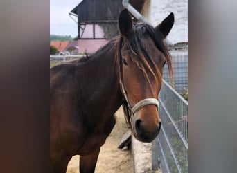 Norico, Stallone, 2 Anni, Baio