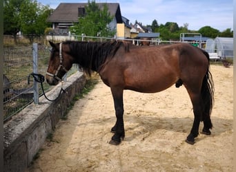 Norico, Stallone, 2 Anni, Baio
