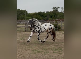 Norico, Stallone, 3 Anni, 150 cm, Leopard