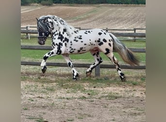 Norico, Stallone, 3 Anni, 150 cm, Leopard
