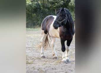 Norico, Stallone, 3 Anni, 160 cm, Pezzato