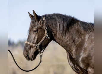 Norico, Stallone, 3 Anni, 167 cm, Baio scuro