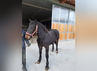 Norico, Stallone, 4 Anni