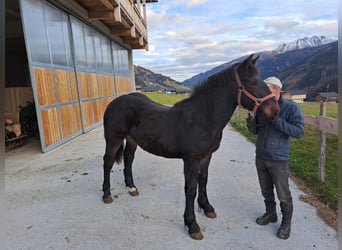 Norico, Stallone, 5 Anni