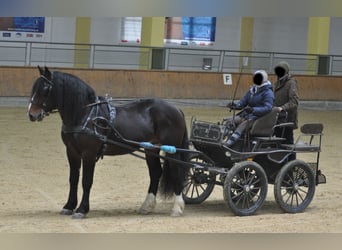 Norico, Stallone, 9 Anni, 165 cm, Baio scuro