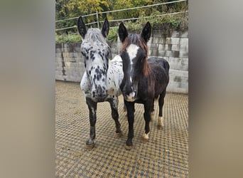 Norico, Stallone, Puledri
 (02/2023)