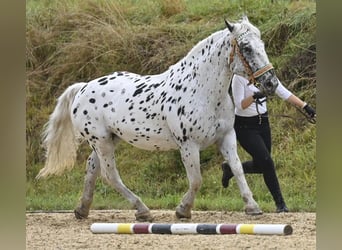 Nórico, Yegua, 11 años, 160 cm, Atigrado/Moteado