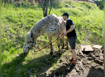 Nórico, Yegua, 13 años, 160 cm, Atigrado/Moteado