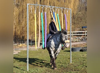 Nórico, Yegua, 16 años, 162 cm, Atigrado/Moteado