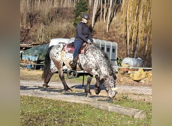 Nórico, Yegua, 16 años, 162 cm, Atigrado/Moteado