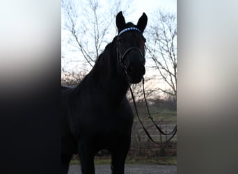 Nórico, Yegua, 17 años, Castaño oscuro