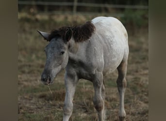 Nórico, Yegua, 1 año, 160 cm, Atigrado/Moteado