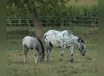 Nórico, Yegua, 1 año, 160 cm, Atigrado/Moteado