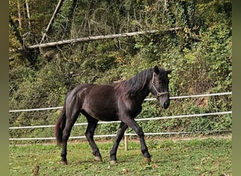 Nórico, Yegua, 1 año