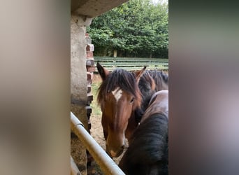 Nórico, Yegua, 1 año, Castaño