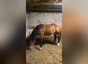 Nórico, Yegua, 1 año, Castaño